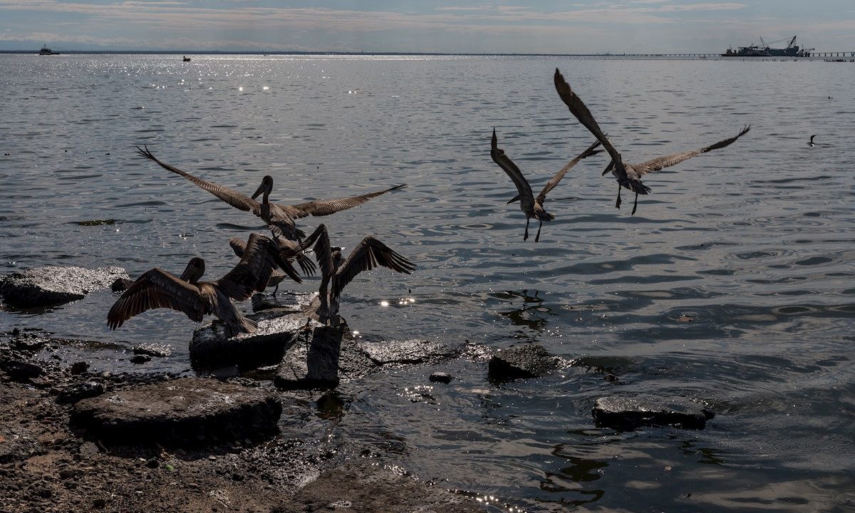 Al menos 15 especies de aves marinas en Venezuela en riesgo por derrames de crudo