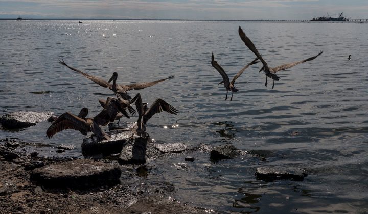 Al menos 15 especies de aves marinas en Venezuela en riesgo por derrames de crudo