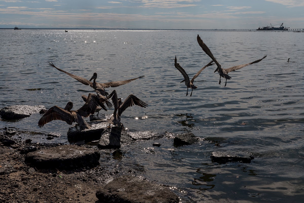 Grupo de aves marinas posadas sobre rocas en una costa venezolana, con indicios de contaminación por petróleo en el agua.