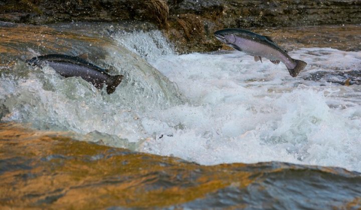 Retraso histórico en la llegada del salmón a Asturias: ¿Qué está pasando?