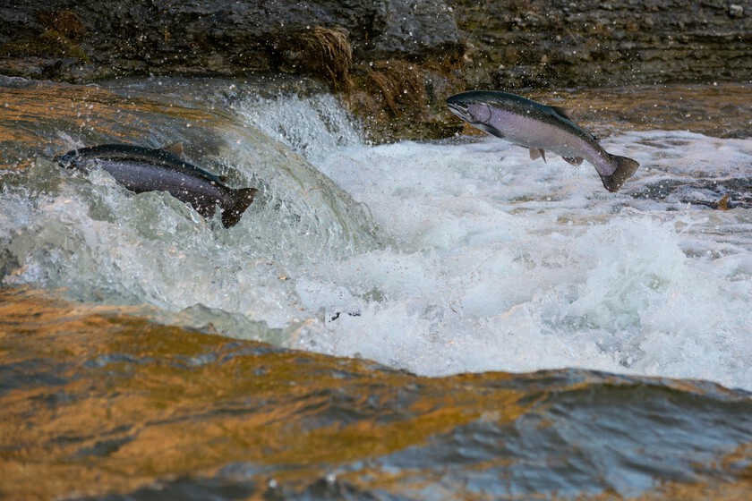 Retraso histórico en la llegada del salmón a Asturias: ¿Qué está pasando?