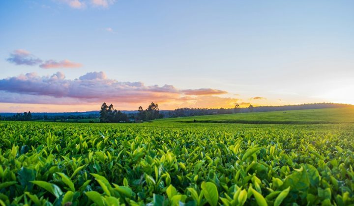 Extremadura Aumenta la Apuesta por el Cultivo de Tabaco en un Contexto de Incertidumbre