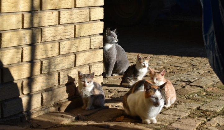 Protestas en Alicante por gestión de colonias felinas bajo la Ley de Bienestar Animal