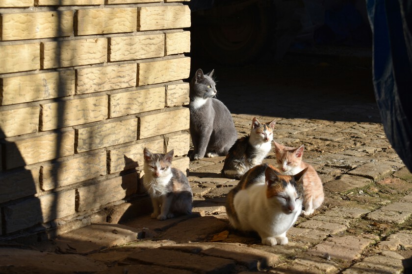 Protestas en Alicante por gestión de colonias felinas bajo la Ley de Bienestar Animal