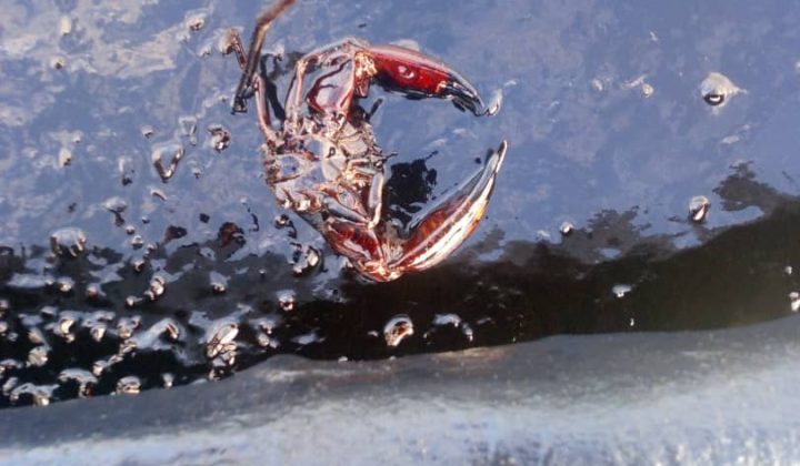 Derrames petroleros amenazan la supervivencia de 15 especies de aves marinas en costas venezolanas