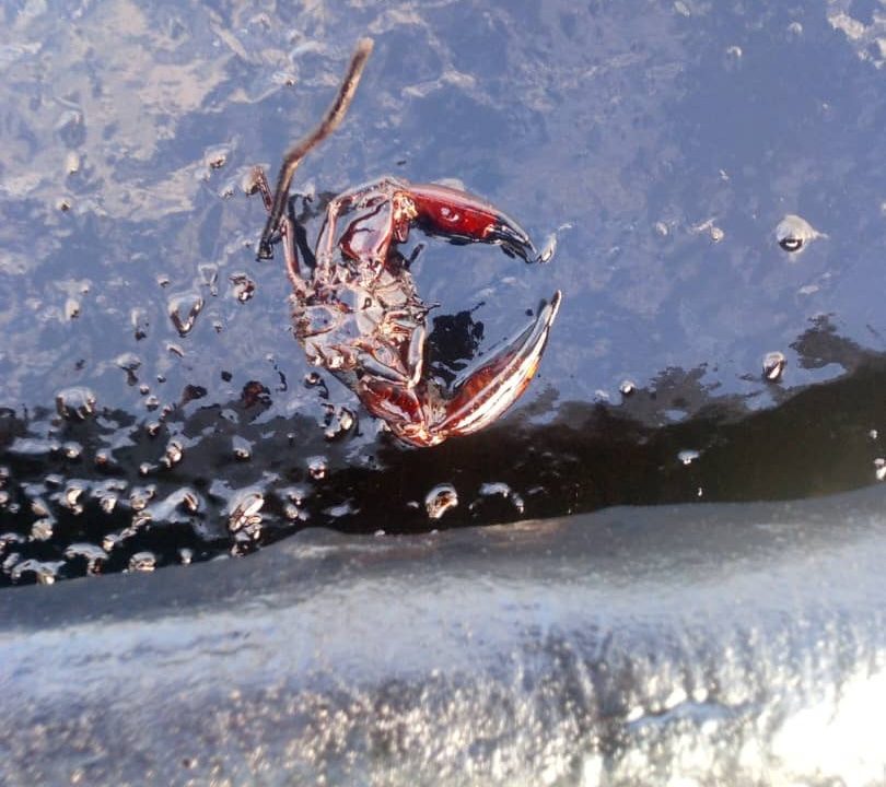 Derrames petroleros amenazan la supervivencia de 15 especies de aves marinas en costas venezolanas