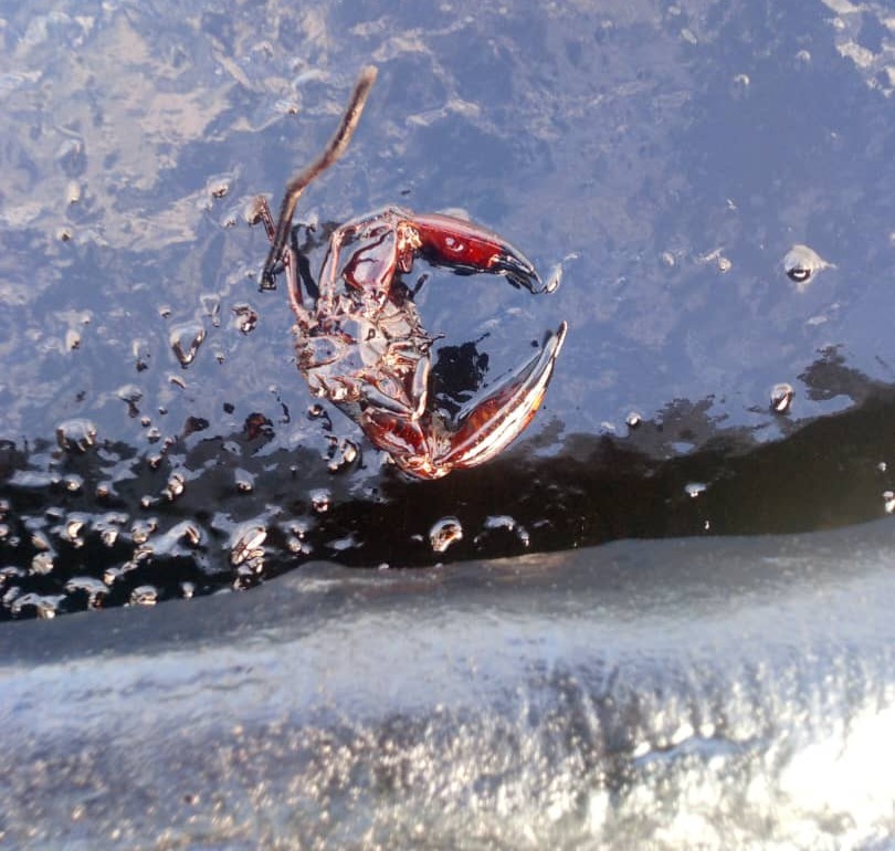 Ave marina con el plumaje manchado de petróleo en una playa venezolana