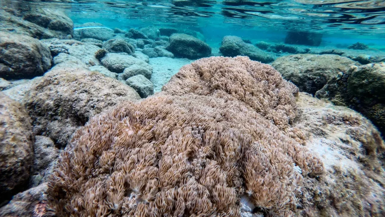 Venezuela y FAO unen esfuerzos contra coral invasor en el Caribe