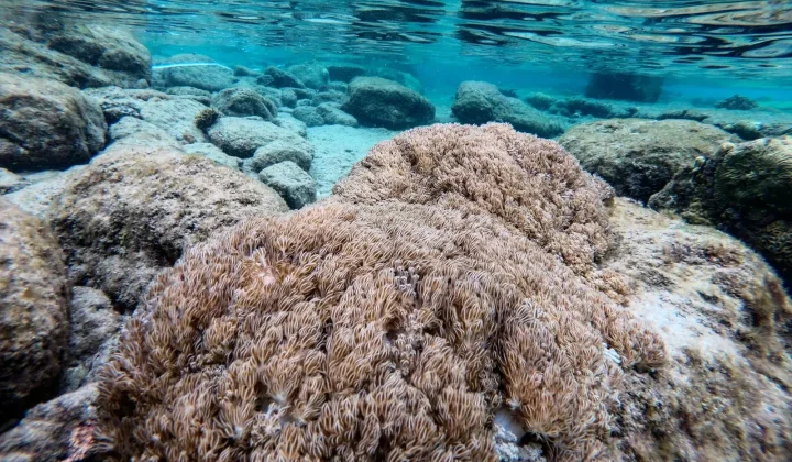 Venezuela y FAO unen esfuerzos contra coral invasor en el Caribe