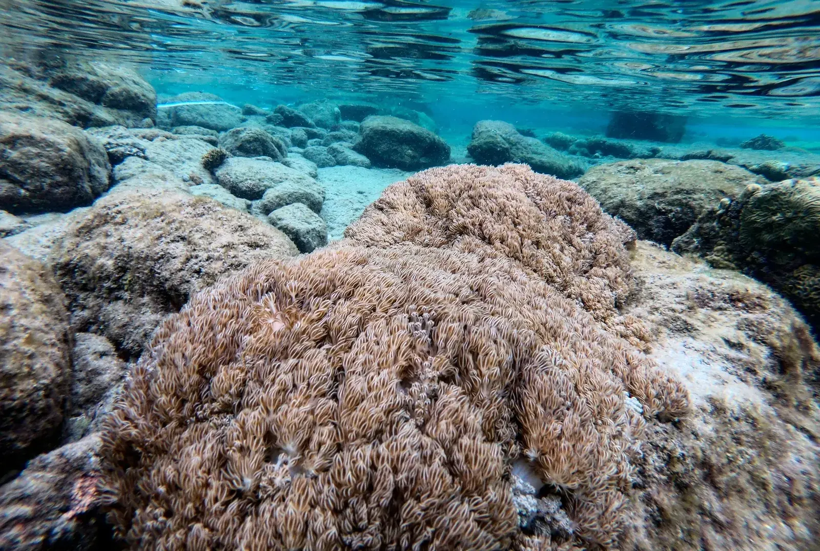 Científicos analizan muestras marinas y equipos de monitoreo en el marco del plan contra el coral invasor.