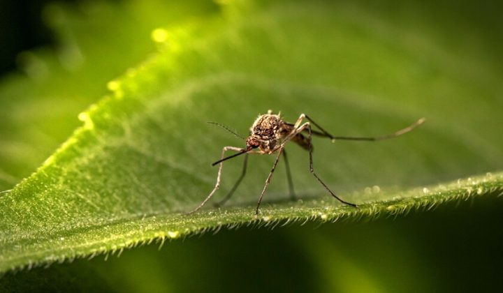 Mosquitos desarrollan resistencia a repelentes y podrían ser atraídos por ellos, según estudio