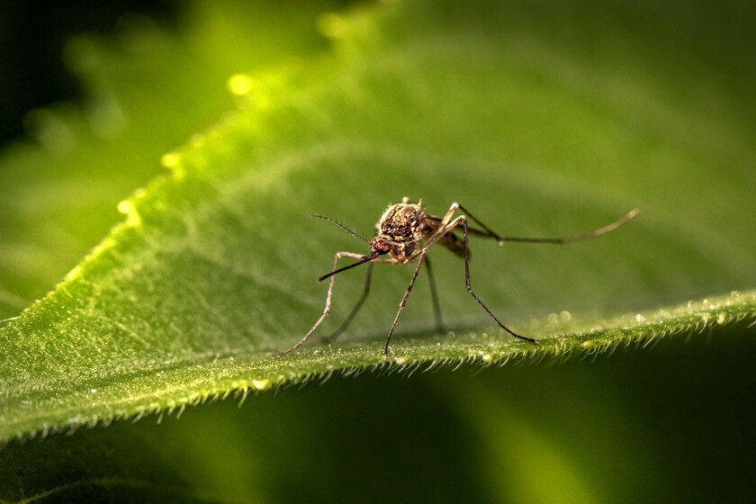 Mosquitos desarrollan resistencia a repelentes y podrían ser atraídos por ellos, según estudio