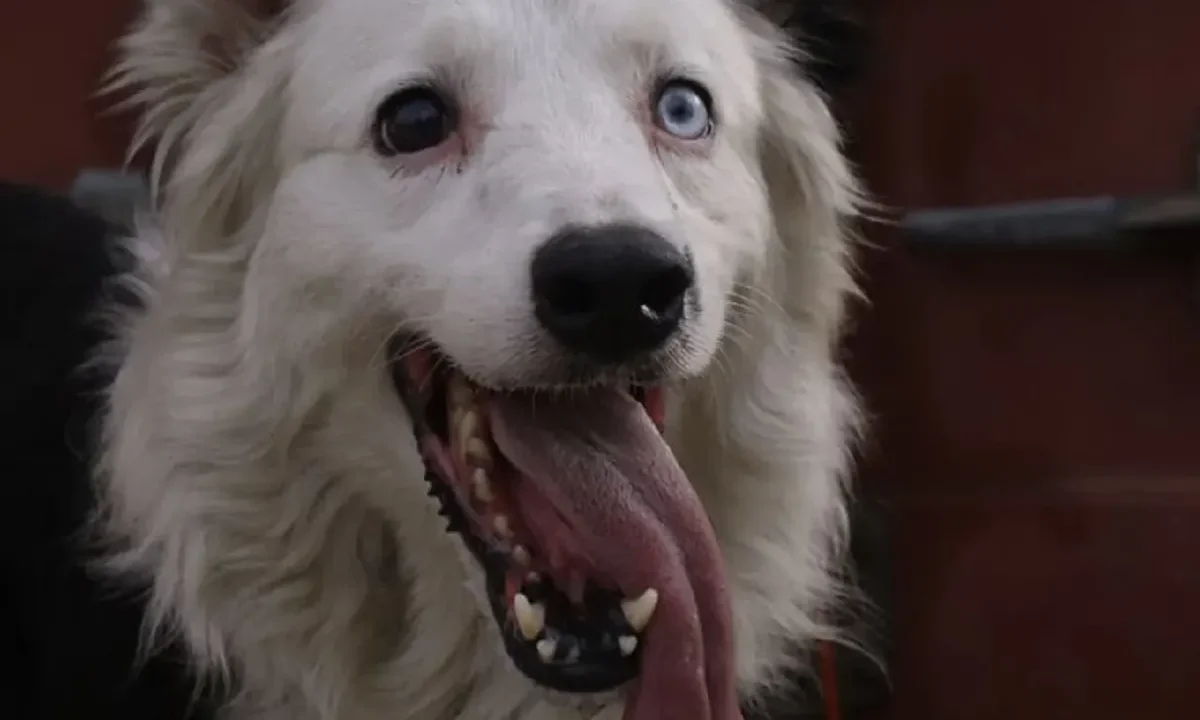 Tsunami, el perro rescatista, localiza a sobreviviente en edificio colapsado en Caracas