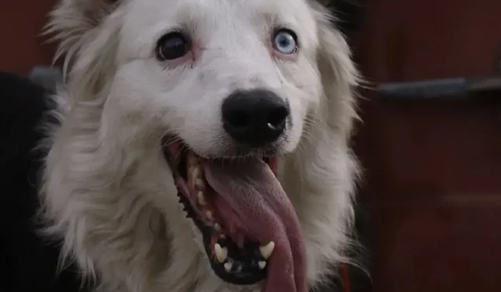 Tsunami, el perro rescatista, localiza a sobreviviente en edificio colapsado en Caracas