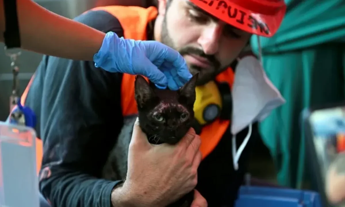 Un emotivo rescate tuvo lugar este sábado en La Guaira, donde un grupo de rescatistas voluntarios logró sacar con vida a un gato de entre lo