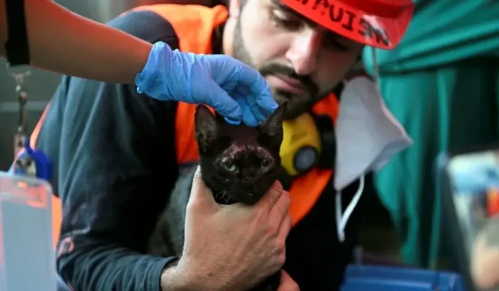 Un emotivo rescate tuvo lugar este sábado en La Guaira, donde un grupo de rescatistas voluntarios logró sacar con vida a un gato de entre lo