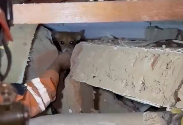 Rescatistas Internacionales Salvan a Perro Atrapado por 12 Días Tras Terremotos en Venezuela