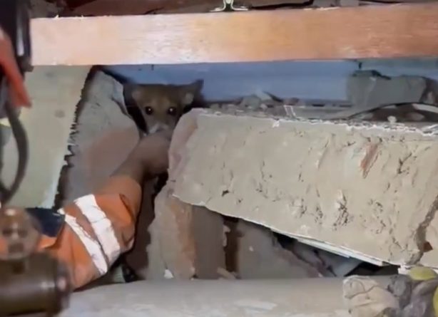 Rescatistas Internacionales Salvan a Perro Atrapado por 12 Días Tras Terremotos en Venezuela