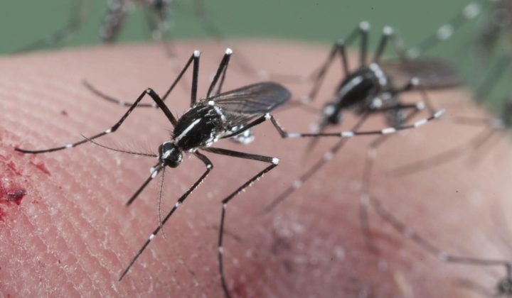 Vecinos de La Guaira exigen fumigación y desratización ante proliferación de plagas tras los sismos de junio