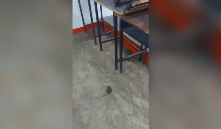 Denuncian condiciones insalubres en aulas de la Unellez en Barinas: ratones muertos y falta de mantenimiento